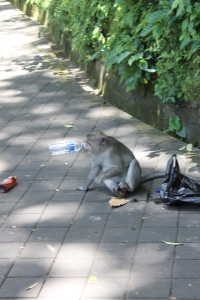 A monkey drinking water out of a water bottle